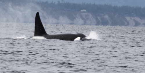 Vancouver Island - Orca male