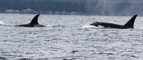 Vancouver Island - Orcas