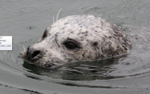 Vancouver Island - zeehond kop