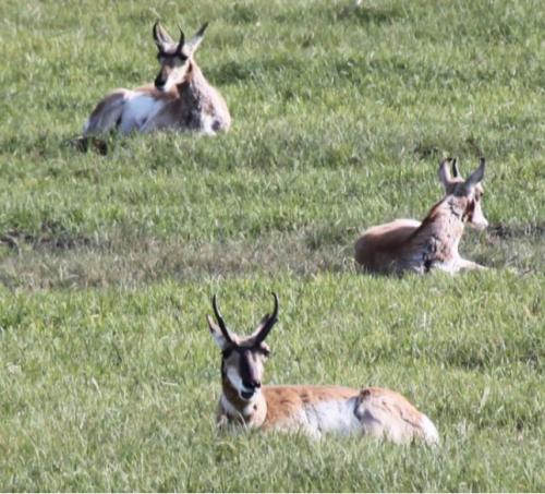 Yellowstone - pronghorns
