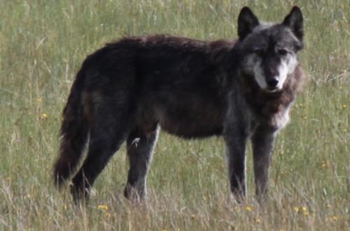 Yellowstone - wolf donkergrijs