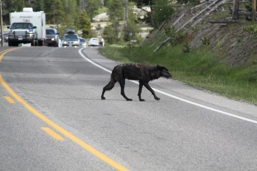 Yellowstone - zwarte wolf