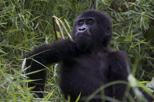 Young gorilla