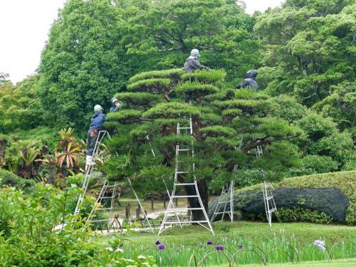 gardener Korakuen