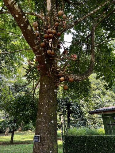 canonball-tree