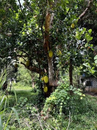 jackfruit